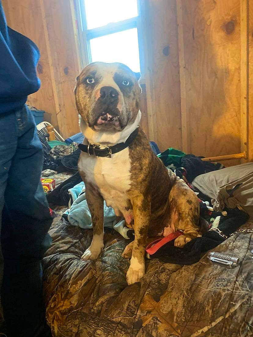 Mary Jane joined the competition — help win amazing prizes! carnivore, collar, companion_dog, dog, dog_breed, dog_collar, door, fawn, guard_dog, mammal, molosser, pet_supply, snout, sporting_group, vertebrate, whiskers, window, working_animal, working_dog, wrinkle