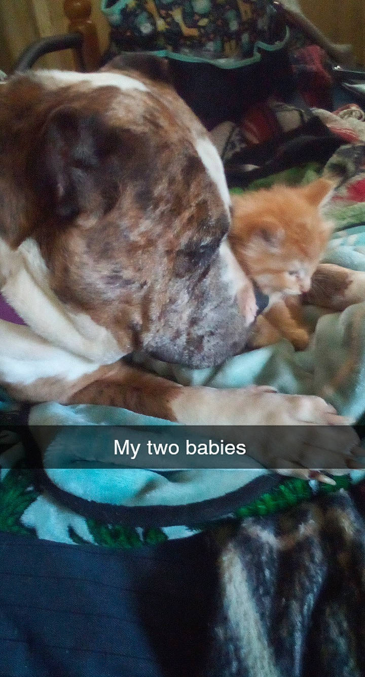 Mary Jane is registered to the contest to win money with this photo: adaptation, canidae, carnivore, cat, companion_dog, dog, dog_breed, fawn, felidae, fur, liver, photo_caption, small_to_medium_sized_cats, snout, sporting_group, tail, terrestrial_animal, whiskers, wildlife, working_animal