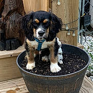 Moose is registered to the contest to win money with this photo: puppy, dog, flower_pot, wooden_deck, outdoor, pet, young_dog, black_fur, brown_fur, white_fur, blue_collar, curious, cute, animal, small_dog, garden, string_lights, wood, fence, decor