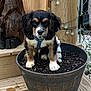 puppy, dog, flower_pot, wooden_deck, outdoor, pet, young_dog, black_fur, brown_fur, white_fur, blue_collar, curious, cute, animal, small_dog, garden, string_lights, wood, fence, decor