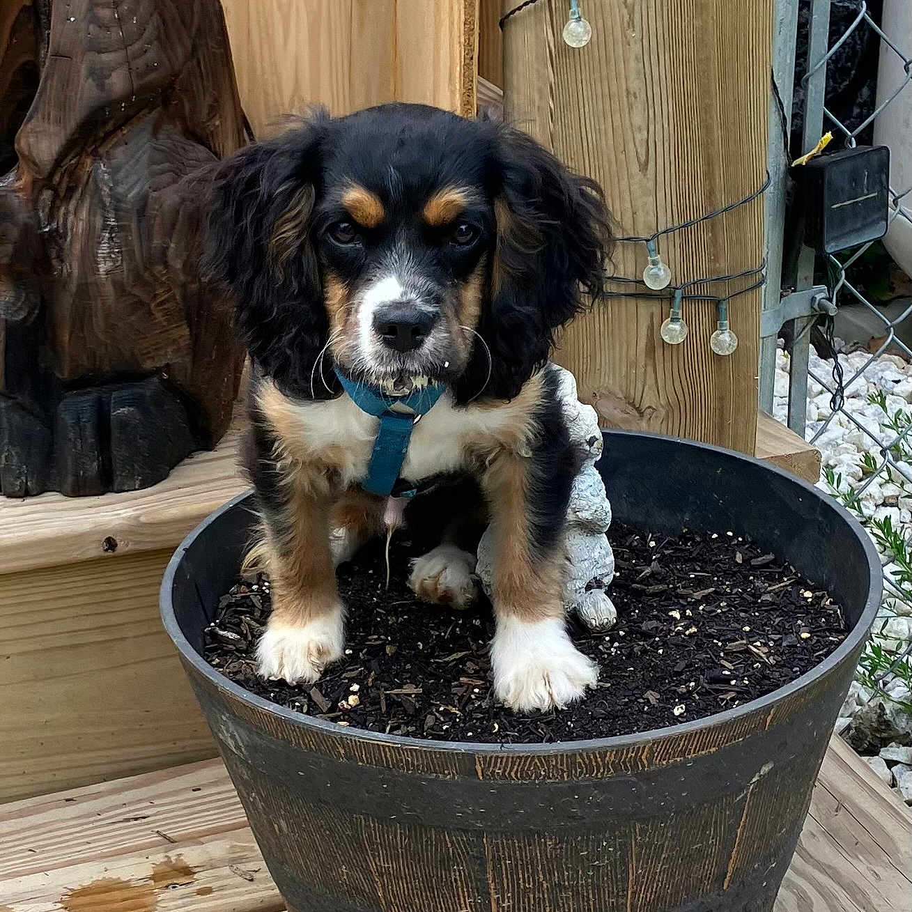 Moose is registered to the contest to win money with this photo: animal, black_fur, blue_collar, brown_fur, curious, cute, decor, dog, fence, flower_pot, garden, outdoor, pet, puppy, small_dog, string_lights, white_fur, wood, wooden_deck, young_dog