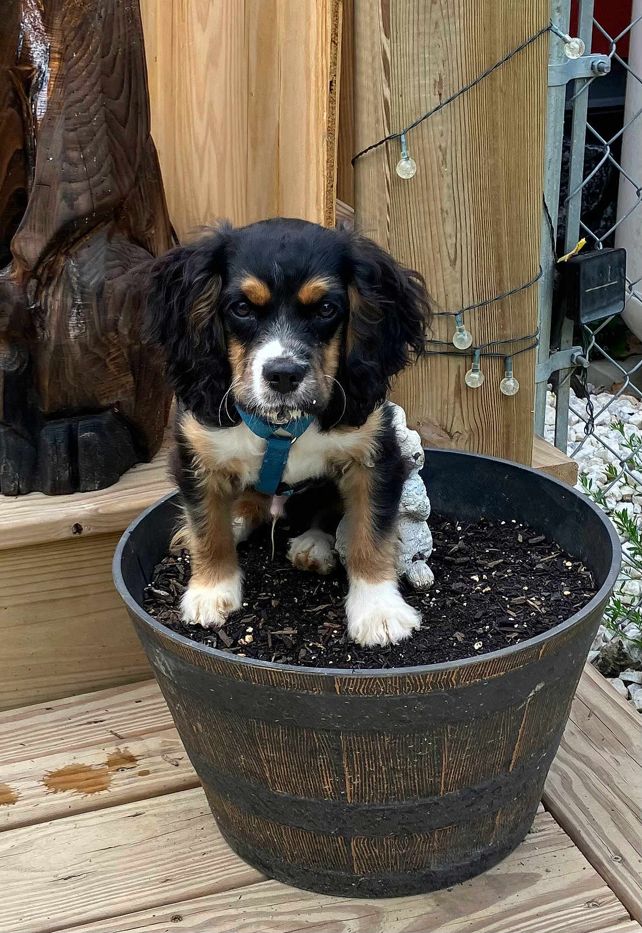 Moose is registered to the contest to win money with this photo: puppy, dog, flower_pot, wooden_deck, outdoor, pet, young_dog, black_fur, brown_fur, white_fur, blue_collar, curious, cute, animal, small_dog, garden, string_lights, wood, fence, decor