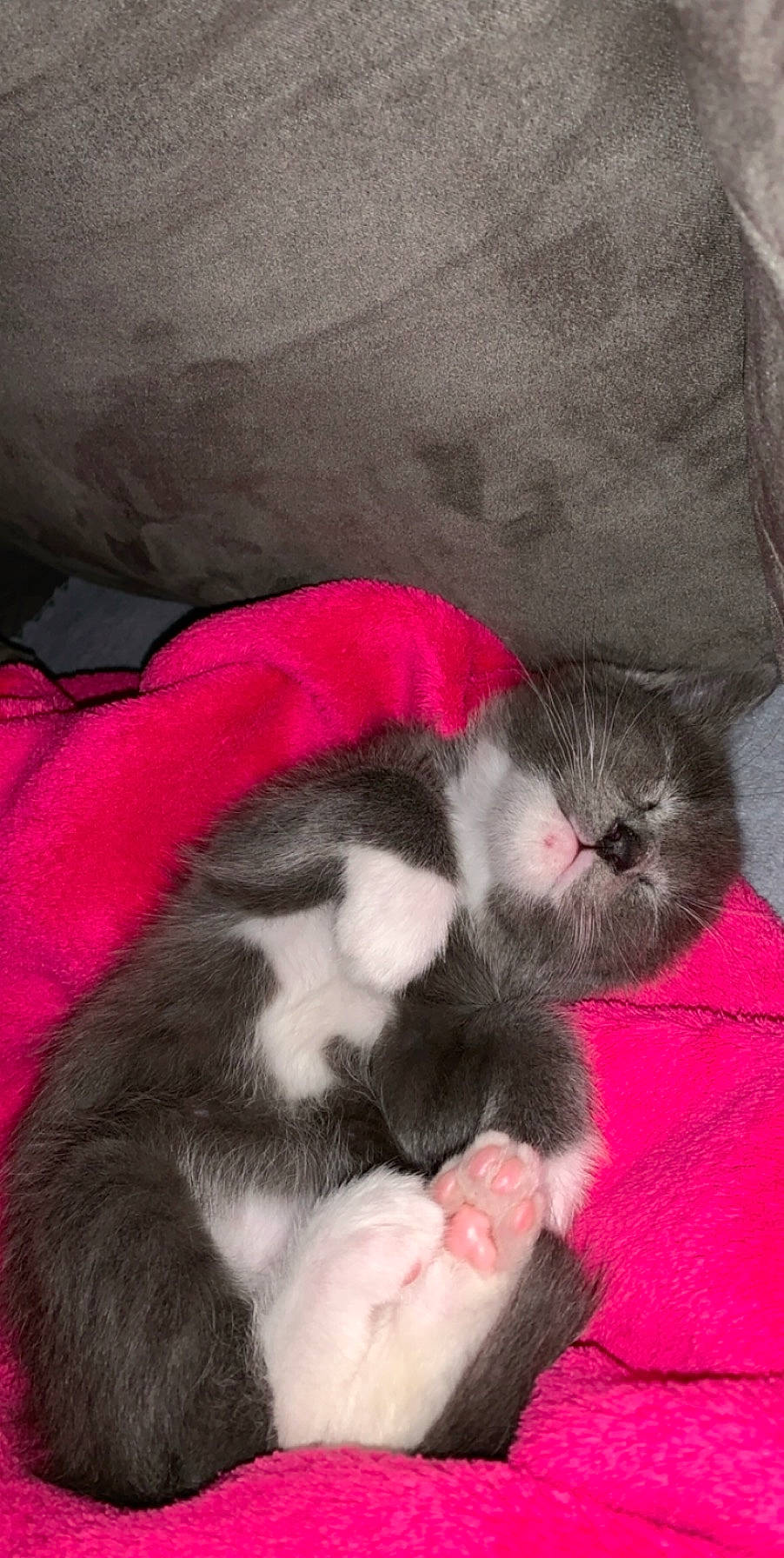 Baby Flacon a rejoint le concours — aidez-le/la à gagner de superbes lots ! carnivore, cat, fawn, felidae, kitten, mammal, norwegian_forest_cat, polydactyl_cat, small_to_medium_sized_cats, tail, vertebrate, whiskers