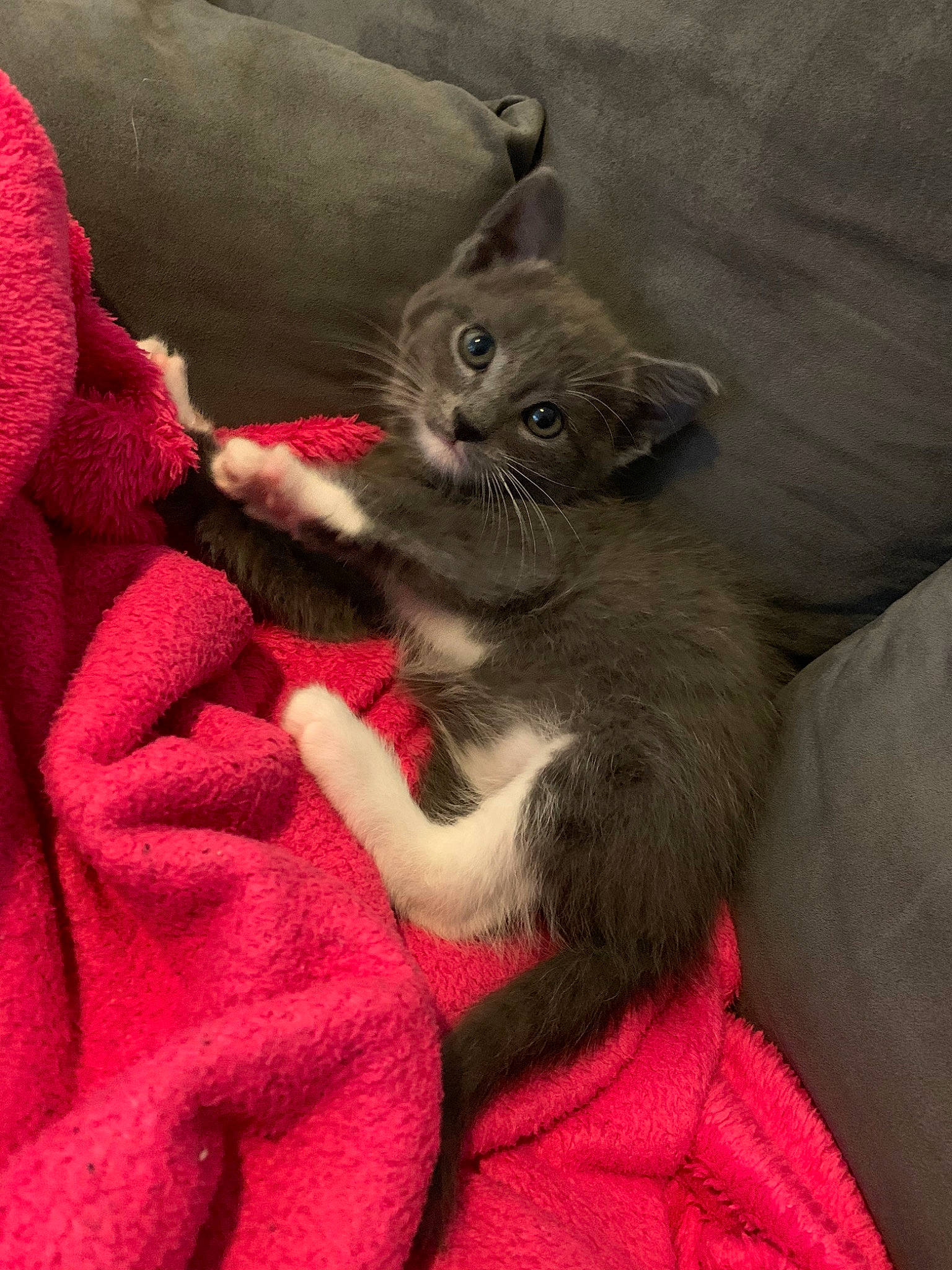 Flacon a rejoint le concours — aidez-le/la à gagner de superbes lots ! asian, british_shorthair, carnivore, cat, chartreux, claw, domestic_short_haired_cat, felidae, german_rex, kitten, korat, mammal, nebelung, russian_blue, small_to_medium_sized_cats, snout, vertebrate, whiskers