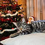cat, tabby_cat, pillow, christmas_tree, ornaments, lights, santa_claus_figurine, holiday_decor, indoor, curtains, festive, relaxing, cozy, feline, striped, resting, decorations, celebration, home, warm_lighting