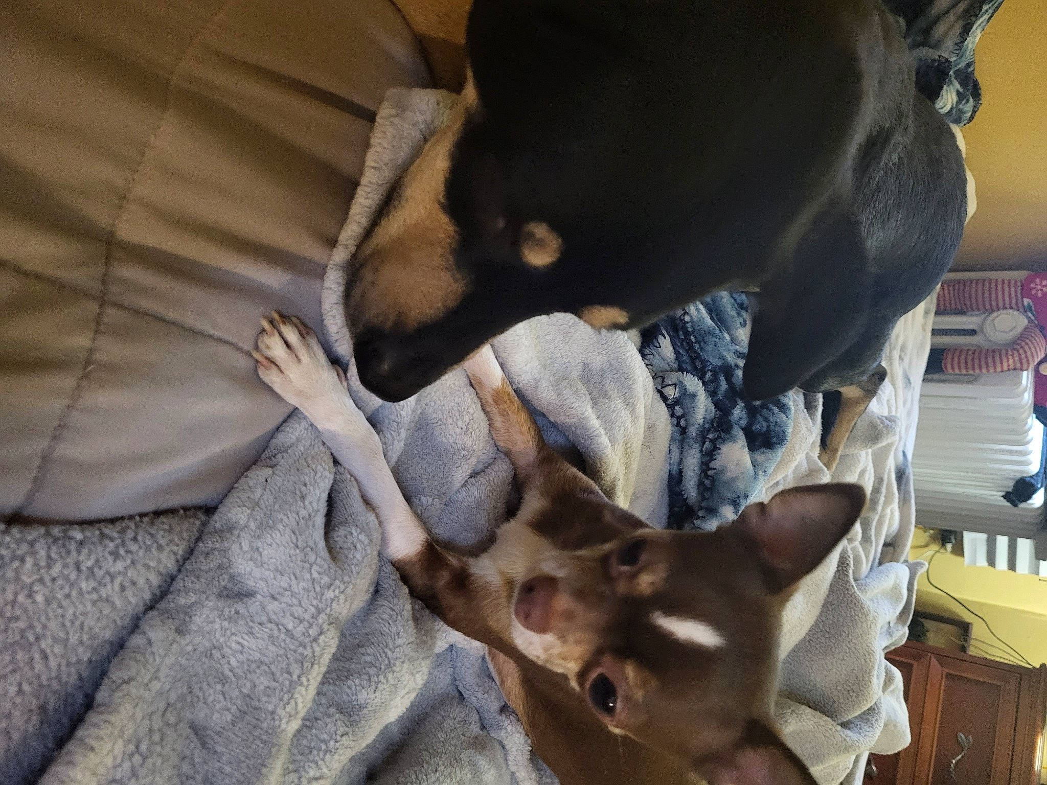 Harper joined the competition — help win amazing prizes! canidae, carnivore, comfort, companion_dog, dog, dog_breed, ear, fawn, fur, guard_dog, non_sporting_group, snout, sporting_group, toy_dog, working_animal