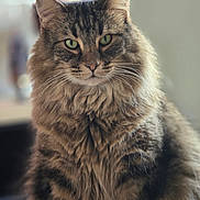 Phidélio participe au concours pour gagner de l'argent avec cette photo : cat, tabby, long_hair, green_eyes, fluffy, pet, animal, feline, portrait, indoor, close_up, whiskers, cute, fur, mammal, domestic, soft, alert, sitting, face
