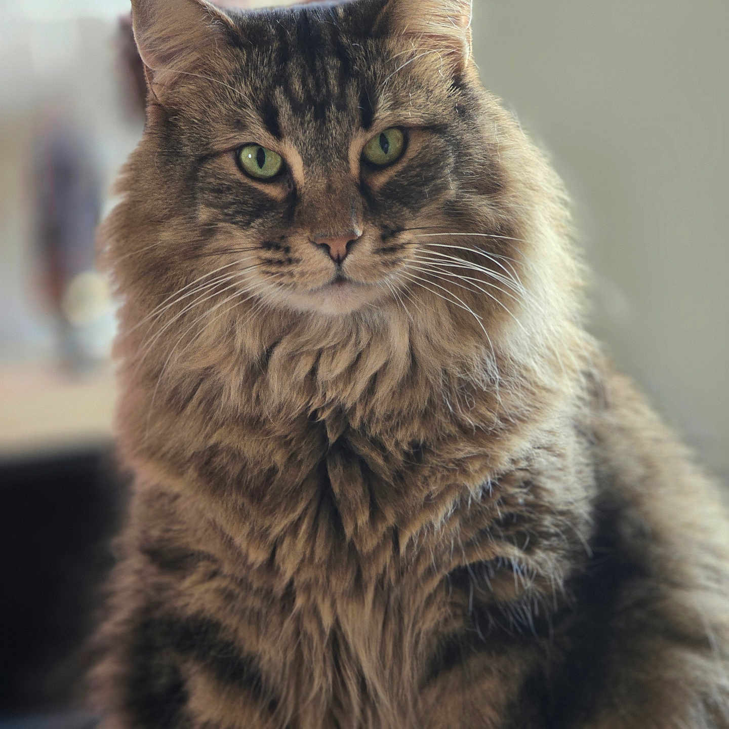 Phidélio participe au concours pour gagner de l'argent avec cette photo : cat, tabby, long_hair, green_eyes, fluffy, pet, animal, feline, portrait, indoor, close_up, whiskers, cute, fur, mammal, domestic, soft, alert, sitting, face