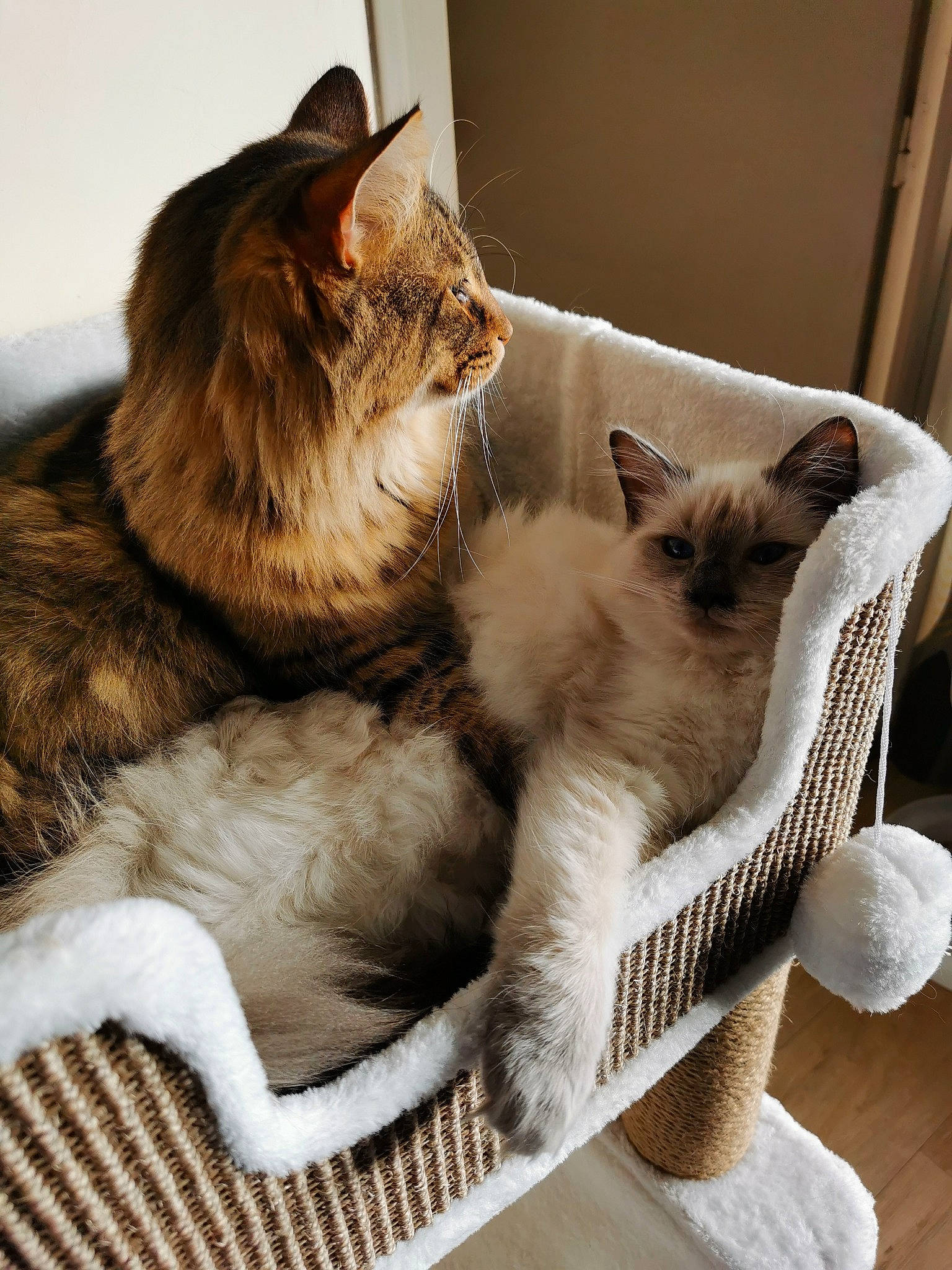 Phidélio Et Tess