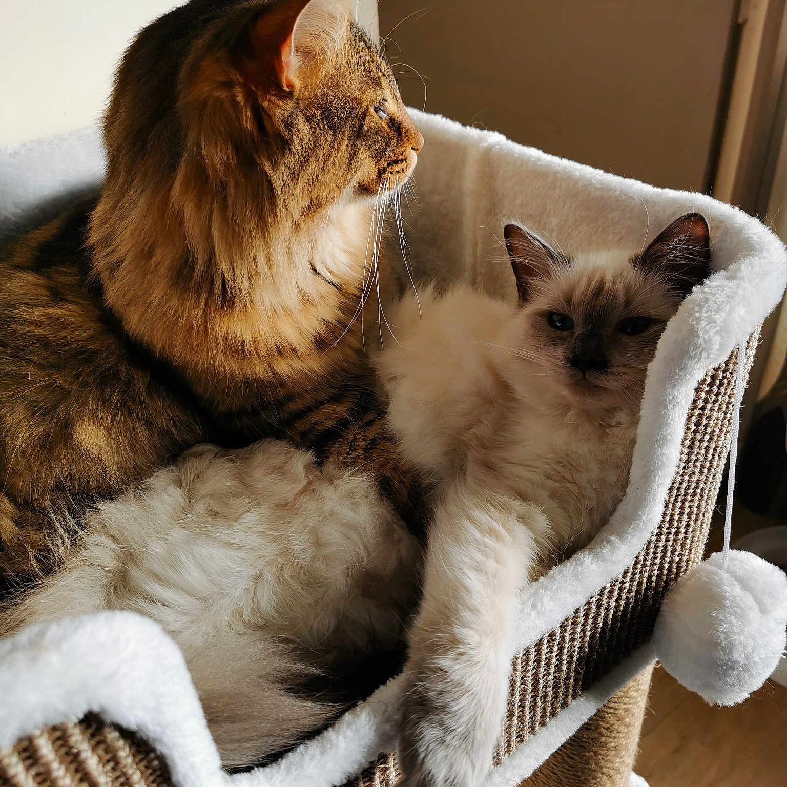 Phidélio Et Tess