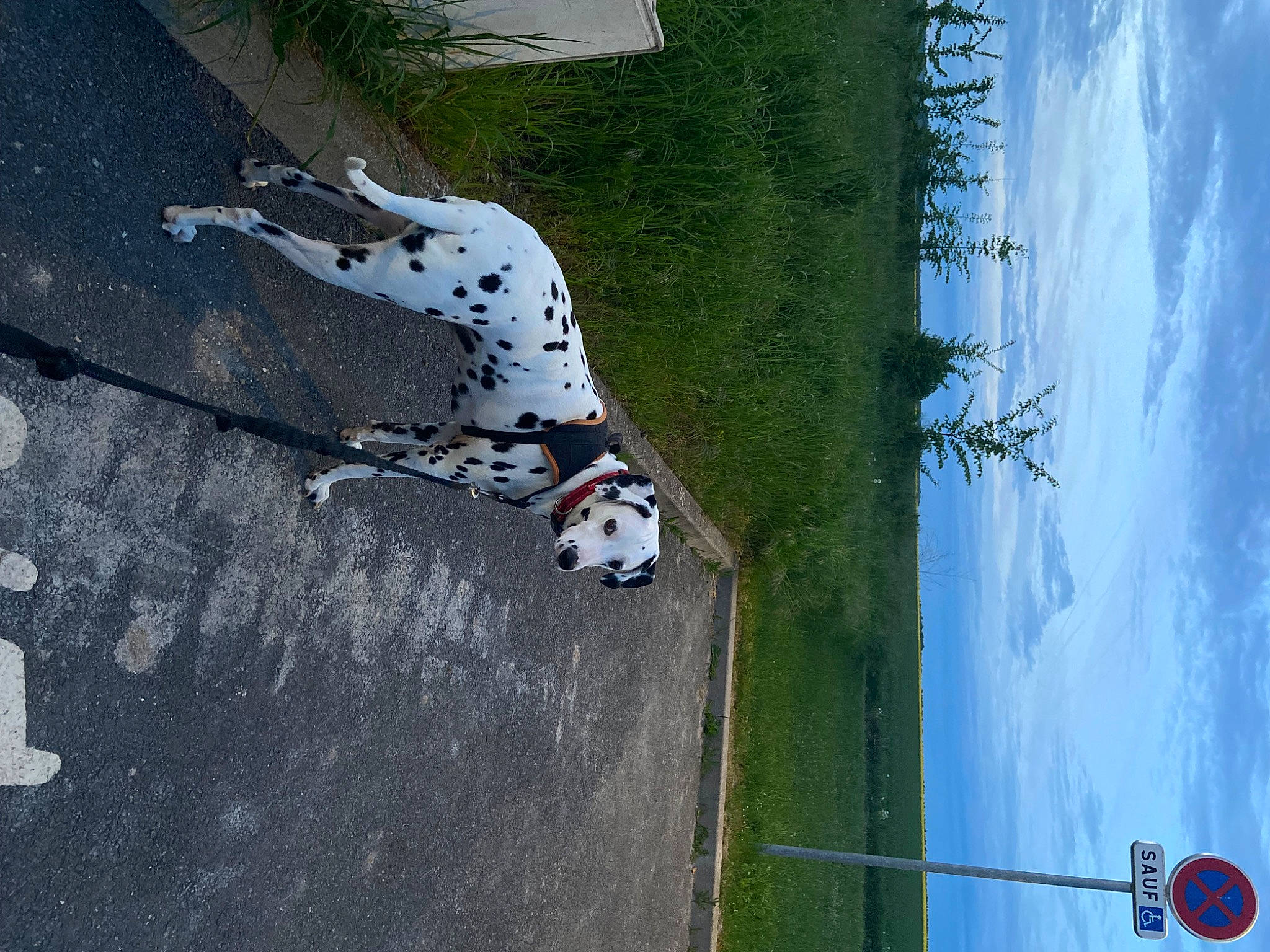 Ulysse participe au concours pour gagner de l'argent avec cette photo : adventure, art, asphalt, carnivore, dalmatian, dog, dog_breed, extreme_sport, grass, landscape, pattern, plant, reflection, road_surface, sidewalk, sky, sporting_group, tail, tree, water