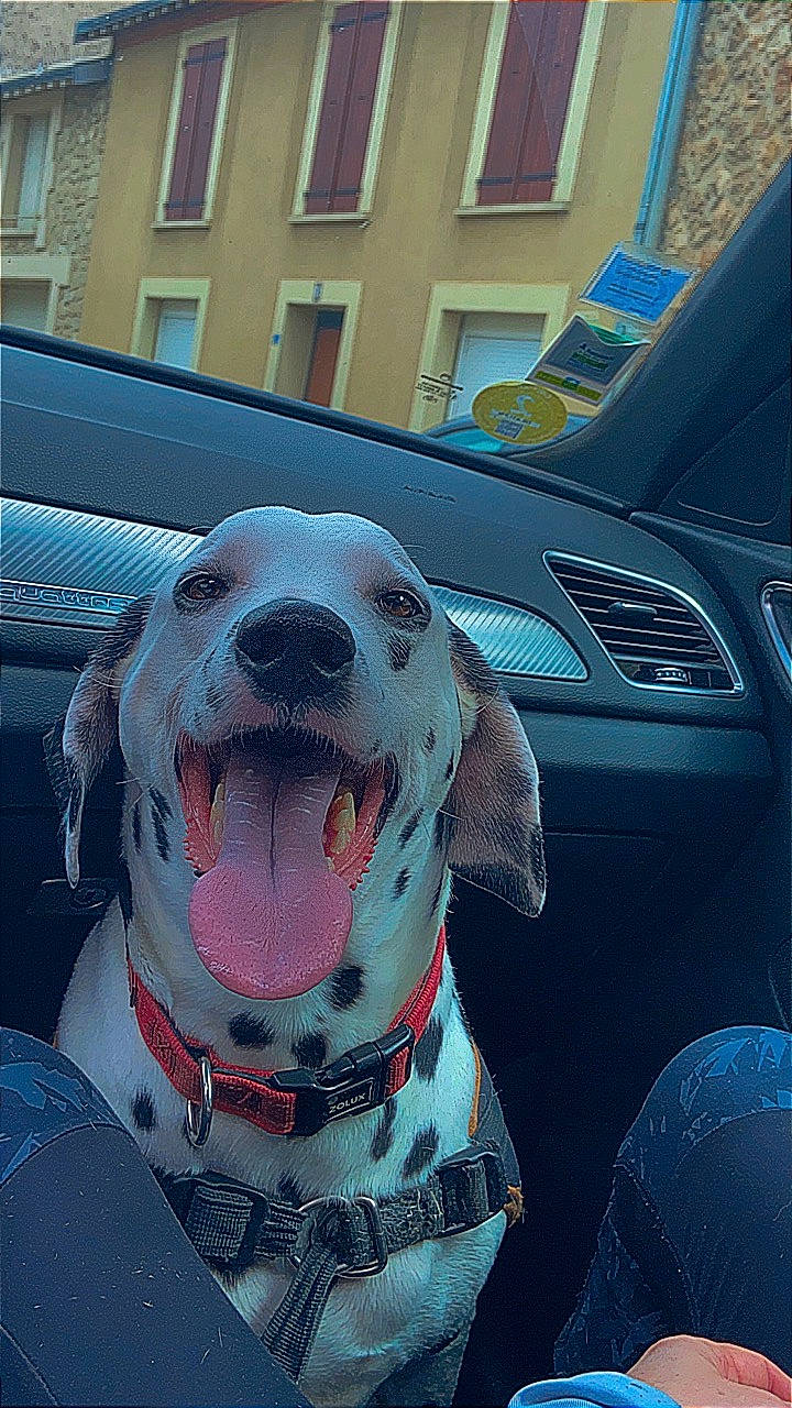 Ulysse participe au concours pour gagner de l'argent avec cette photo : blue, building, car, carnivore, collar, companion_dog, dog, dog_breed, dog_collar, fawn, hood, light, mammal, motor_vehicle, snout, tints_and_shades, vehicle, vehicle_door, vertebrate, window