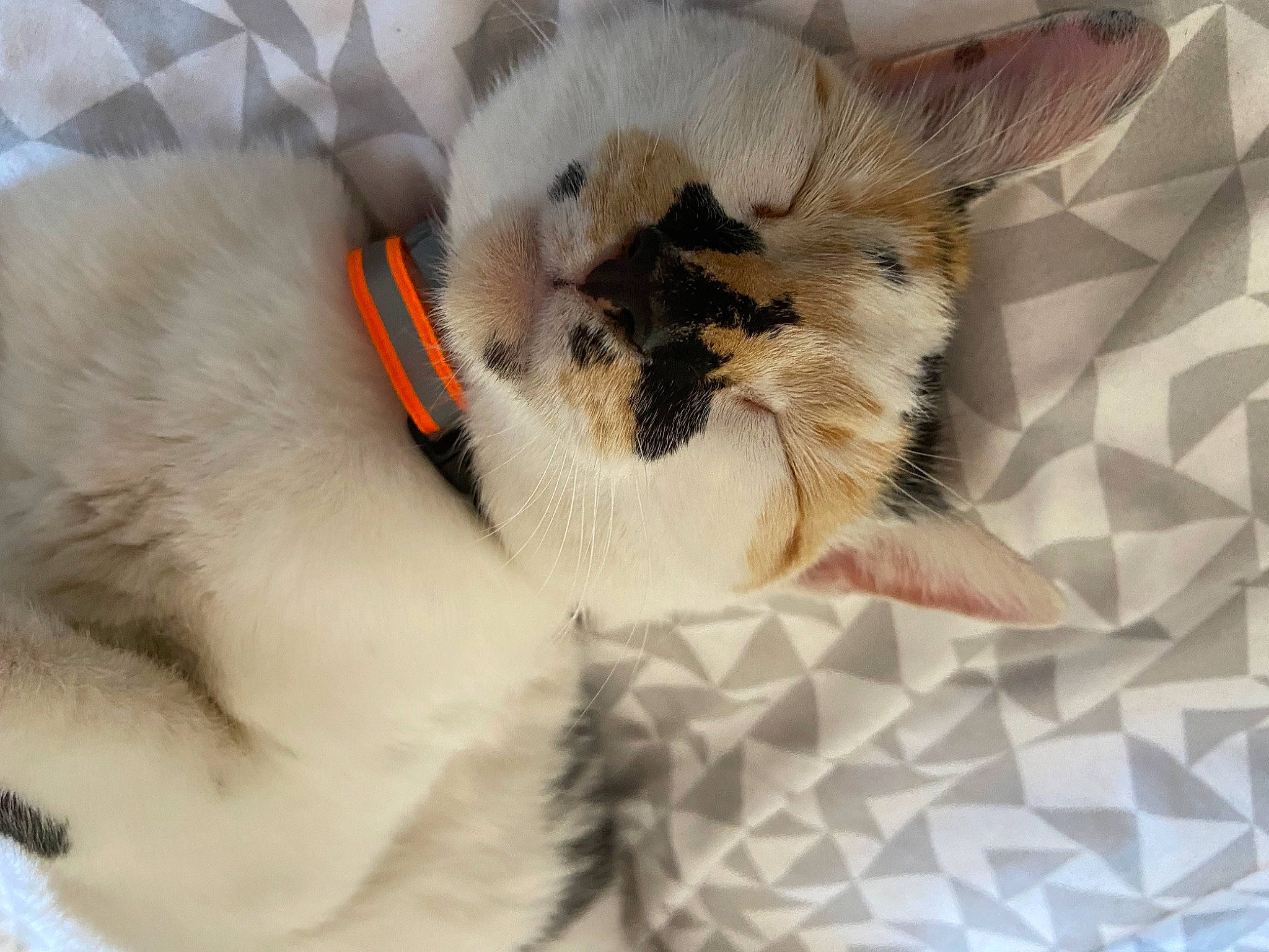 Hestia a rejoint le concours — aidez-le/la à gagner de superbes lots ! carnivore, cat, cat_bed, cat_supply, claw, comfort, domestic_short_haired_cat, fawn, felidae, fur, linens, nap, pattern, paw, pet_supply, small_to_medium_sized_cats, snout, tail, terrestrial_animal, whiskers