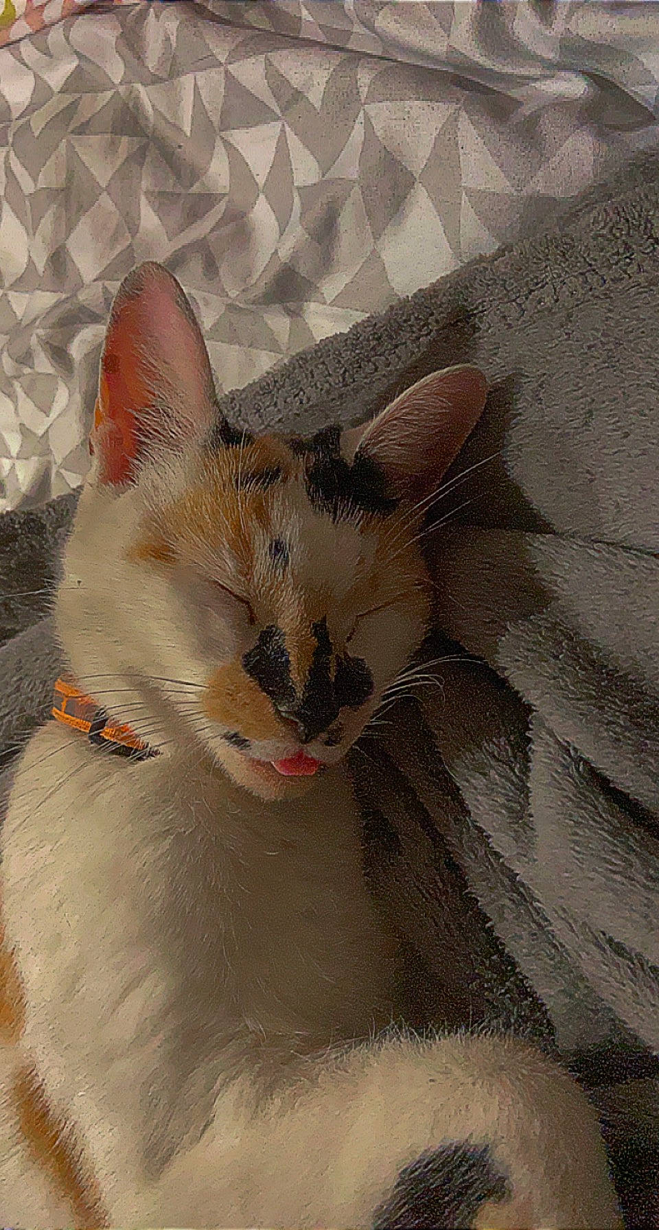 Hestia participe au concours pour gagner de l'argent avec cette photo : carnivore, cat, comfort, domestic_short_haired_cat, fang, fawn, felidae, fur, nap, paw, small_to_medium_sized_cats, snout, tail, terrestrial_animal, whiskers, wildlife