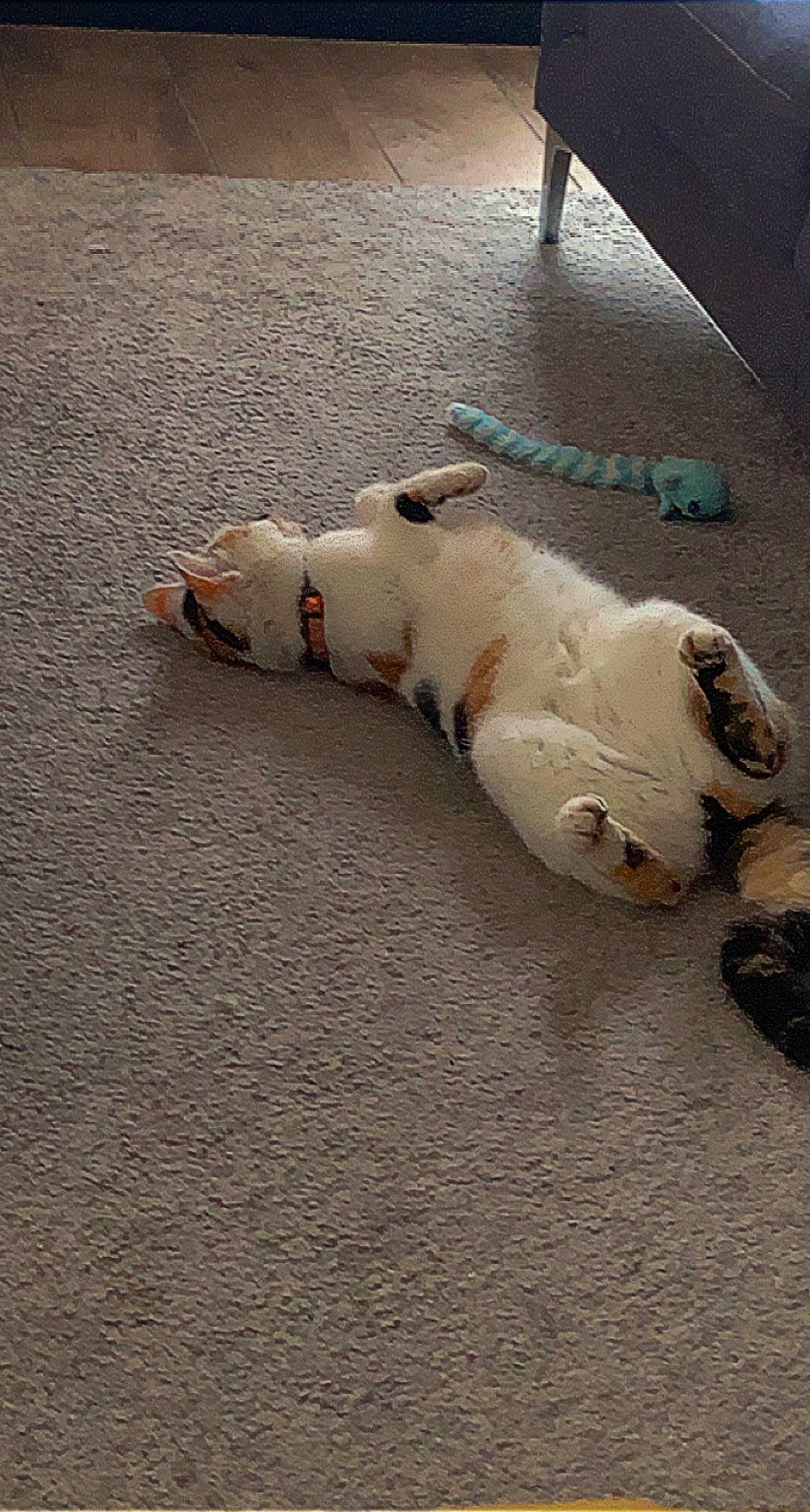 Hestia participe au concours pour gagner de l'argent avec cette photo : asphalt, canidae, carnivore, companion_dog, dog, dog_breed, fawn, flooring, foot, hardwood, paw, road_surface, shadow, sidewalk, snout, sporting_group, tail, terrestrial_animal, wood, working_animal