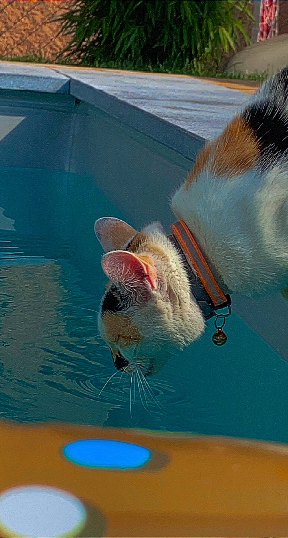 Hestia participe au concours pour gagner de l'argent avec cette photo : art, azure, cephalopod, fawn, fin, fish, grass, leisure, marine_biology, marine_invertebrates, net, recreation, snout, stallion, tail, underwater, water, whiskers, wildlife, working_animal