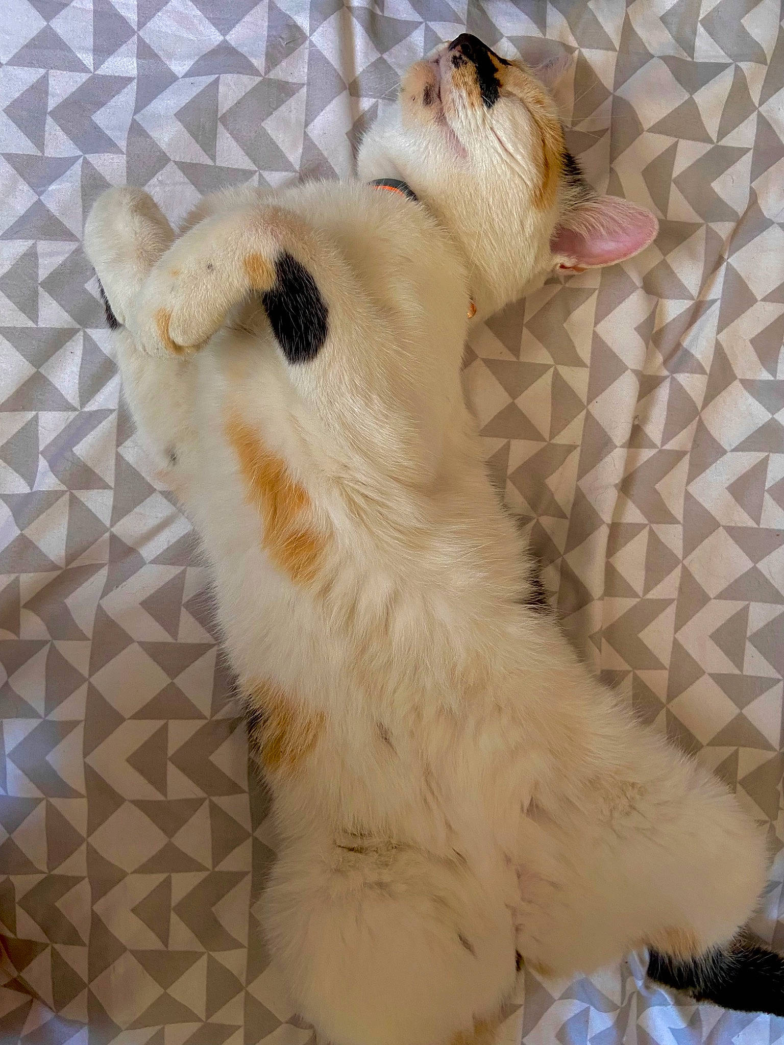 Hestia participe au concours pour gagner de l'argent avec cette photo : canidae, carnivore, companion_dog, couch, dog, dog_breed, dog_supply, fawn, felidae, fur, pattern, paw, pet_supply, small_to_medium_sized_cats, snout, sporting_group, tail, terrestrial_animal, whiskers, working_animal