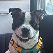 Aiko Dixon participe au concours pour gagner de l'argent avec cette photo : dog, puppy, black_and_white, smiling, sitting, harness, pet, portrait, indoors, couch, window, sunlight, home, animal, canine, short_hair, floppy_ears, facial_expression, closeup, happy