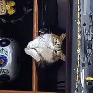 Gribouille participe au concours pour gagner de l'argent avec cette photo : automotive_lighting, carnivore, cat, domestic_short_haired_cat, door, door_handle, electric_blue, electrical_wiring, felidae, fur, glass, machine, metal, small_to_medium_sized_cats, tail, vehicle_door, whiskers, window, wire, wood