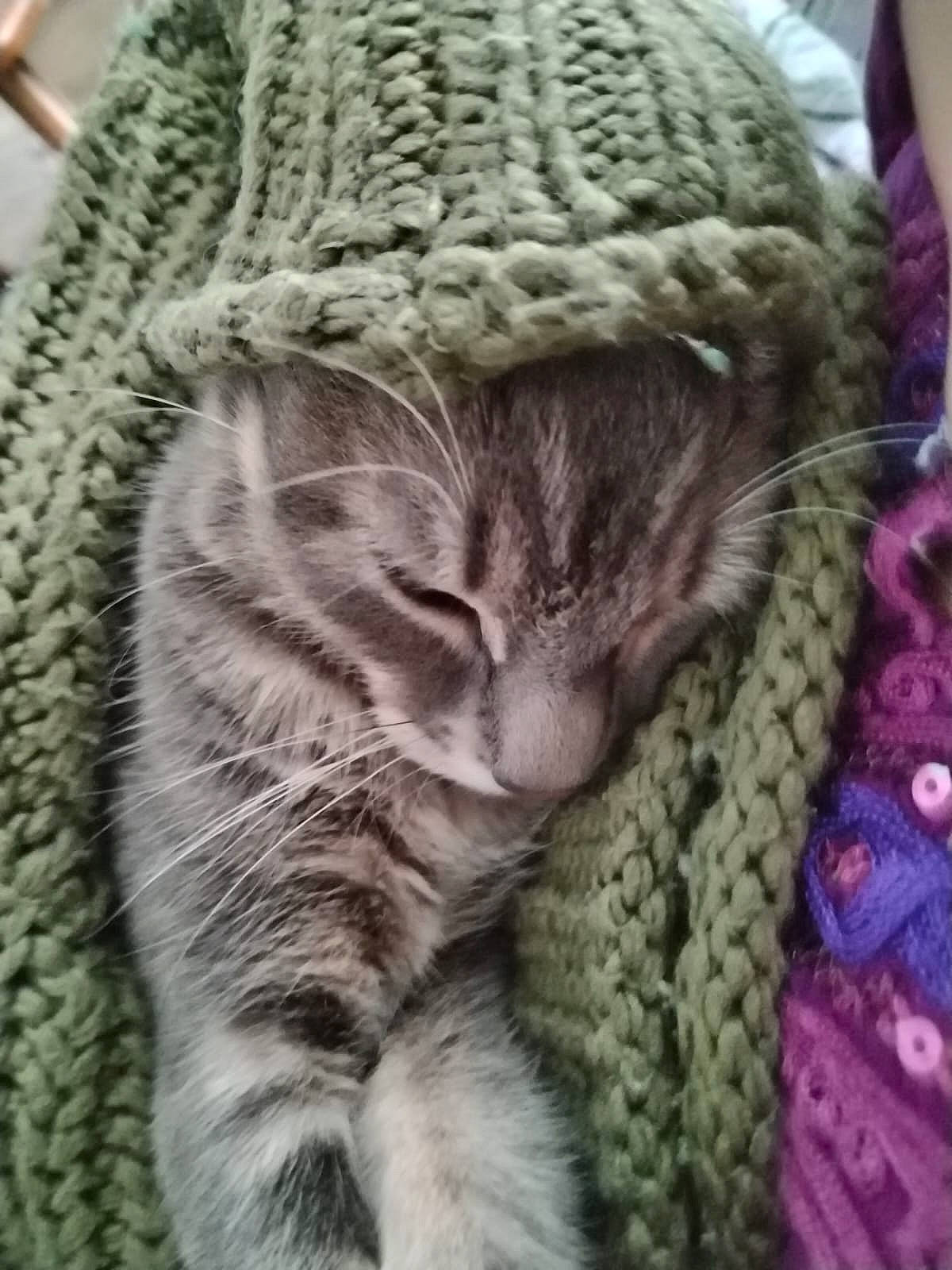 Simba participe au concours pour gagner de l'argent avec cette photo : cap, carnivore, cat, close_up, comfort, domestic_short_haired_cat, fashion_accessory, felidae, fur, grey, hat, knit_cap, linens, magenta, pattern, small_to_medium_sized_cats, tail, whiskers, wool, woolen
