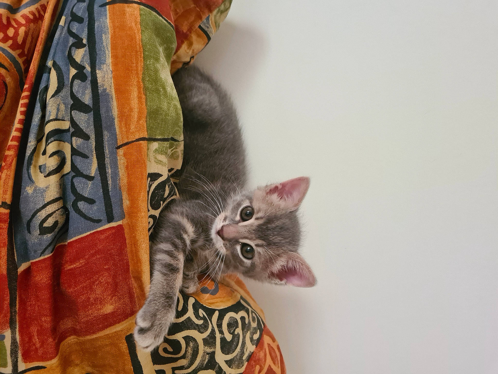 Simba participe au concours pour gagner de l'argent avec cette photo : carnivore, cat, claw, domestic_short_haired_cat, felidae, fur, mammal, pattern, paw, small_to_medium_sized_cats, tail, vertebrate, whiskers