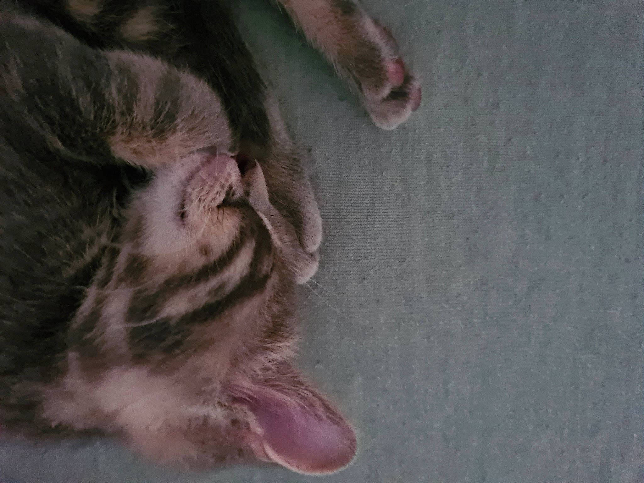 Simba participe au concours pour gagner de l'argent avec cette photo : carnivore, cat, claw, domestic_short_haired_cat, felidae, flesh, flooring, foot, fur, human_leg, nail, nap, paw, sleep, small_to_medium_sized_cats, tail, toe, whiskers, wrinkle