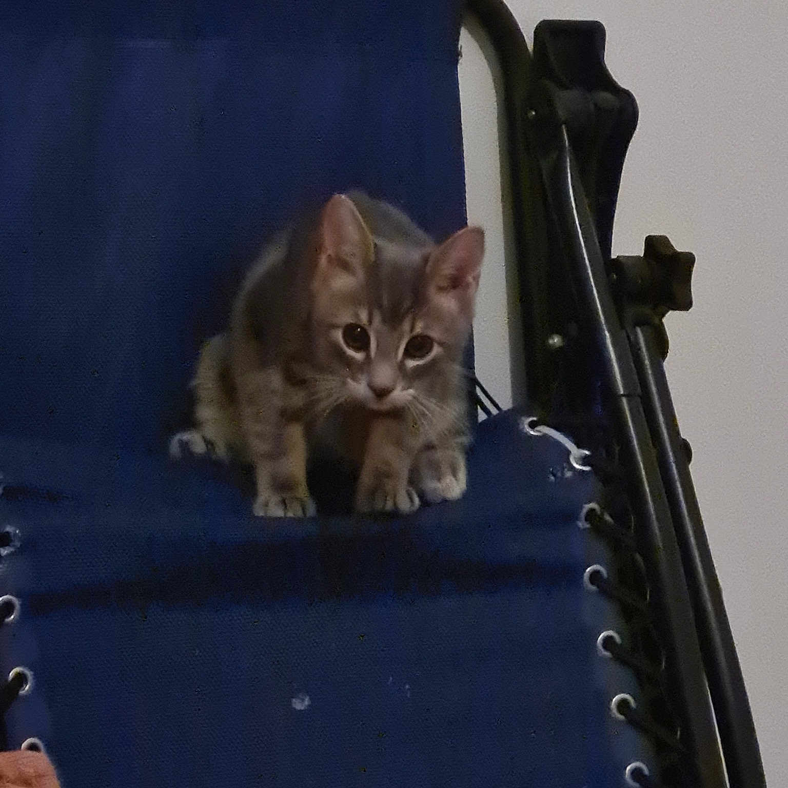 Simba