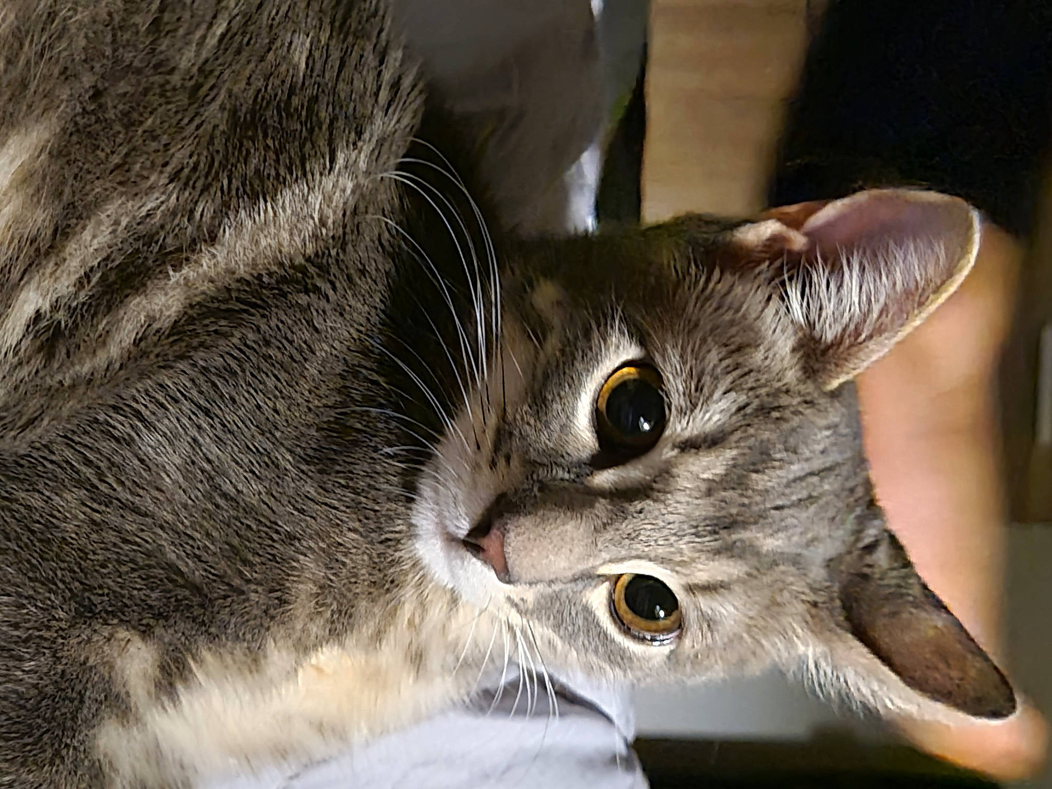 Simba
