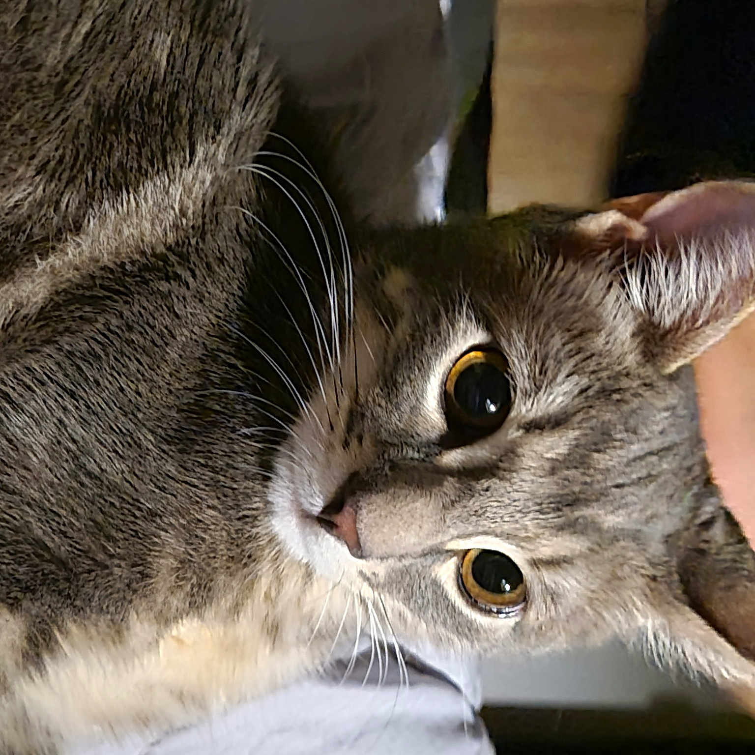Simba