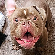 Juju joined the competition — help win amazing prizes! dog, brown_dog, happy, smiling, pet, canine, indoor, carpet, tongue_out, ear_up, close_up, paw, looking_up, cute, friendly, domestic_animal, animal, mammal, companion, footwear