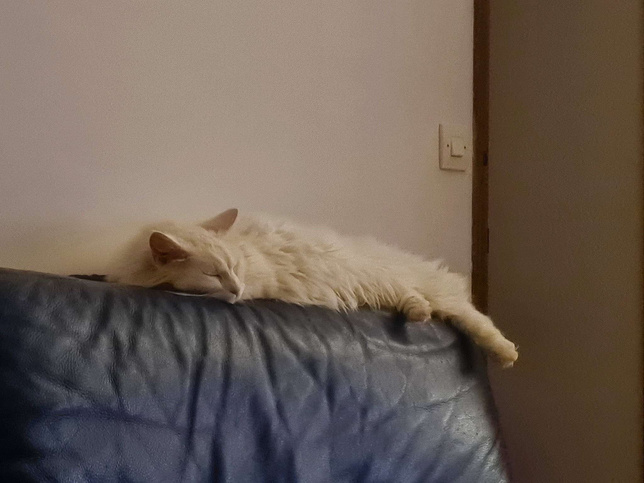 Edgar participe au concours pour gagner de l'argent avec cette photo : bed, bed_sheet, bedding, bedroom, carnivore, cat, comfort, domestic_short_haired_cat, duvet, felidae, flooring, fur, hardwood, linens, mattress, room, small_to_medium_sized_cats, tail, whiskers, wood