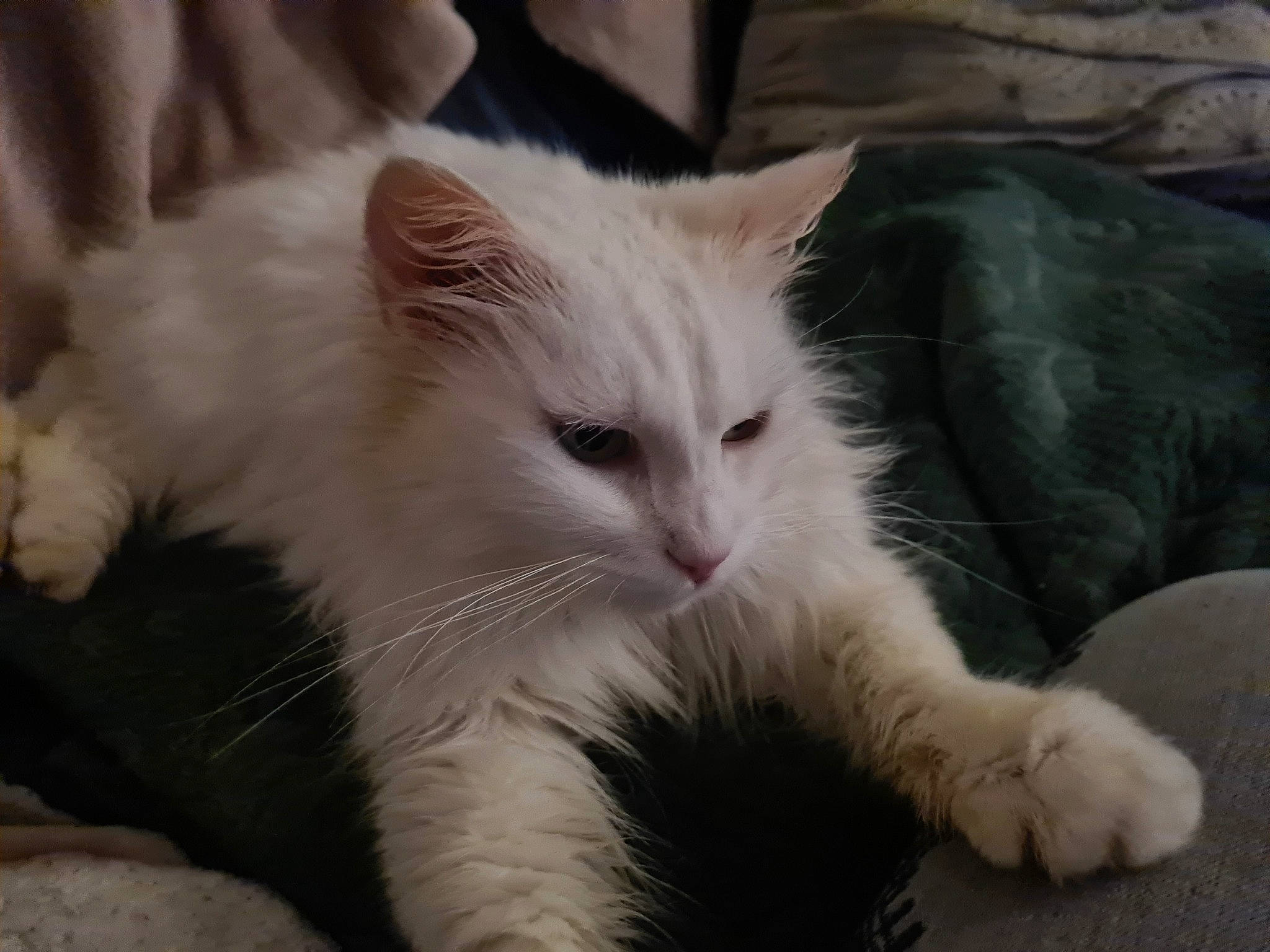 Edgar participe au concours pour gagner de l'argent avec cette photo : carnivore, cat, claw, comfort, domestic_short_haired_cat, fawn, felidae, fur, paw, small_to_medium_sized_cats, snout, tail, whiskers