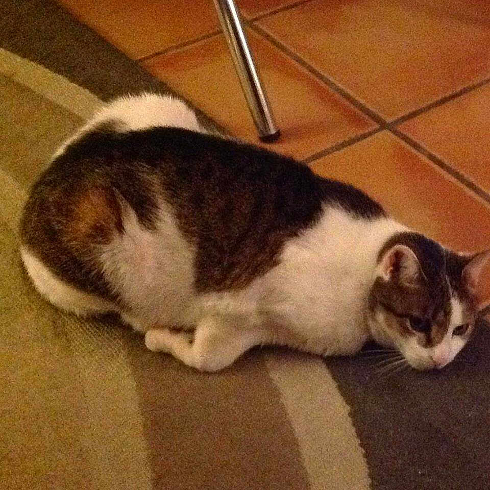Toupie