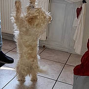 Chopin participe au concours pour gagner de l'argent avec cette photo : dog, person, indoor, tile_floor, window, curtain, white_dog, standing_dog, elderly_person, interaction, playful, home, radiator, light, shadow, clothing, glasses, hand_gesture, pet, joy
