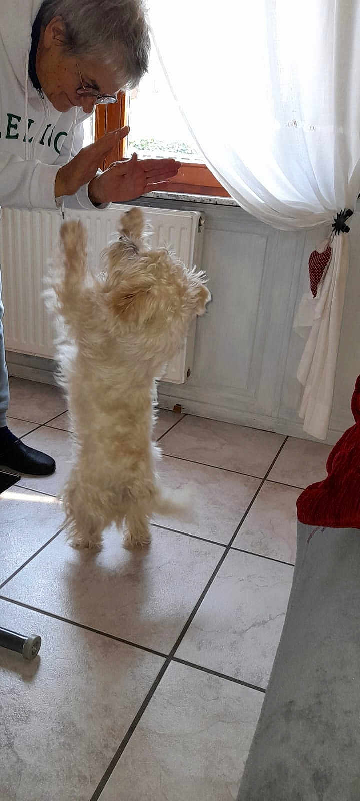 Chopin participe au concours pour gagner de l'argent avec cette photo : dog, person, indoor, tile_floor, window, curtain, white_dog, standing_dog, elderly_person, interaction, playful, home, radiator, light, shadow, clothing, glasses, hand_gesture, pet, joy
