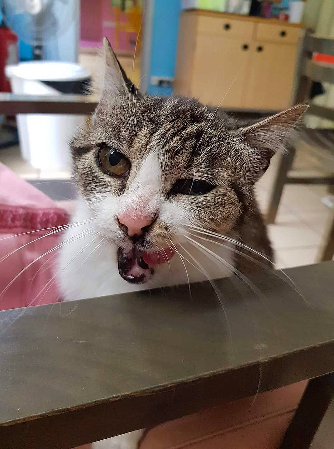 Grisette a rejoint le concours — aidez-le/la à gagner de superbes lots ! aegean_cat, american_shorthair, american_wirehair, asian, carnivore, cat, domestic_short_haired_cat, european_shorthair, felidae, kitten, small_to_medium_sized_cats, snout, tabby_cat, whiskers