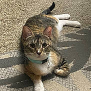 Moochi is registered to the contest to win money with this photo: alert, animal, carpet, cat, collar, cute, domestic, ears, feline, fur, home, indoor, laying, looking, paws, pet, resting, striped, tabby, whiskers