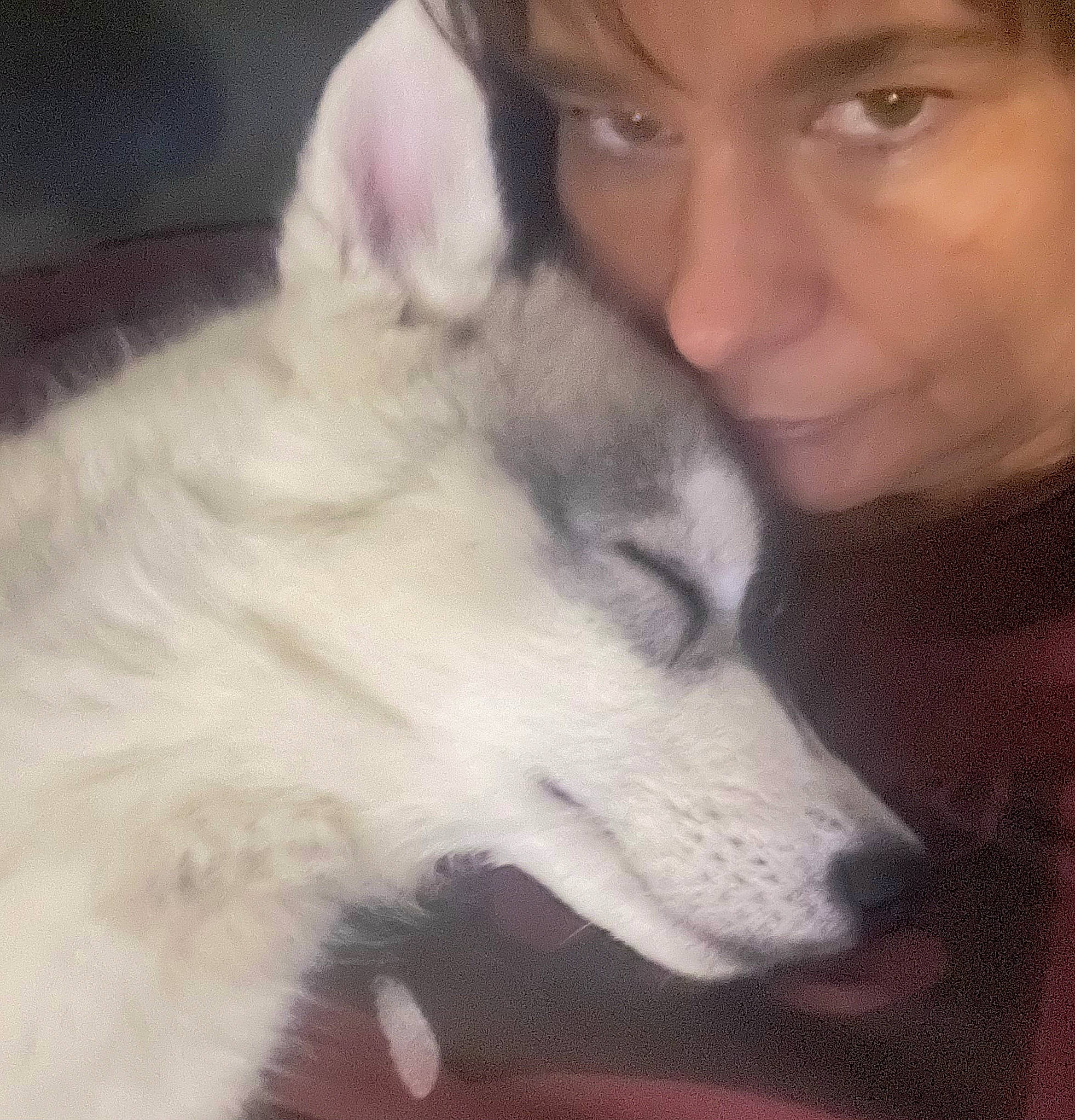 Lobo a rejoint le concours — aidez-le/la à gagner de superbes lots ! canidae, canis, carnivore, companion_dog, dog, dog_breed, ear, eye, fur, happy, nose, siberian_husky, sled_dog, snout, sporting_group, terrestrial_animal, whiskers, wolf, working_animal, working_dog