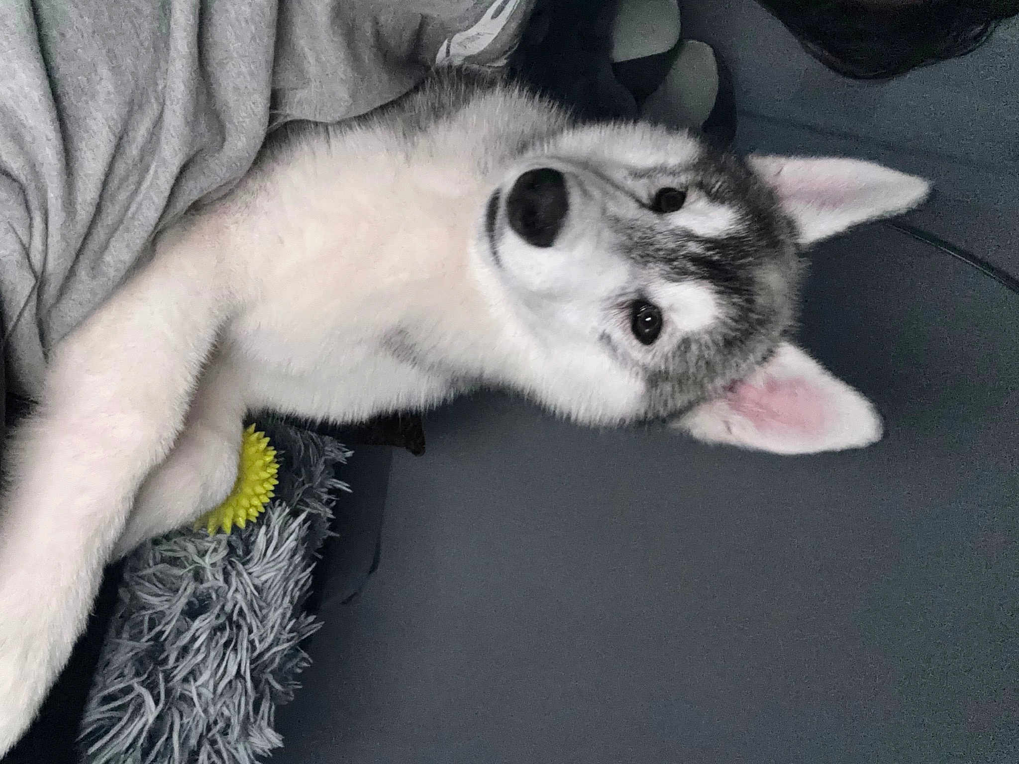 Lobo