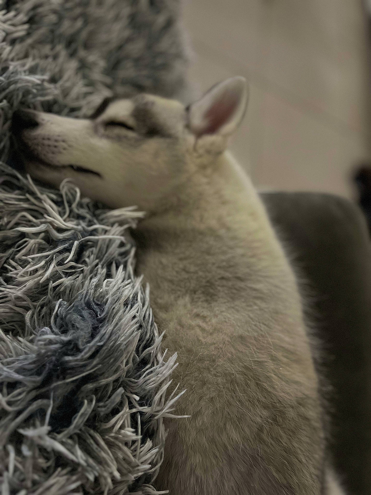 Lobo participe au concours pour gagner de l'argent avec cette photo : cow_goat_family, ear, eye, fawn, fur, grass, landscape, livestock, monochrome, monochrome_photography, plant, portrait_photography, sheep, snout, still_life_photography, terrestrial_animal, whiskers, wildlife, working_animal