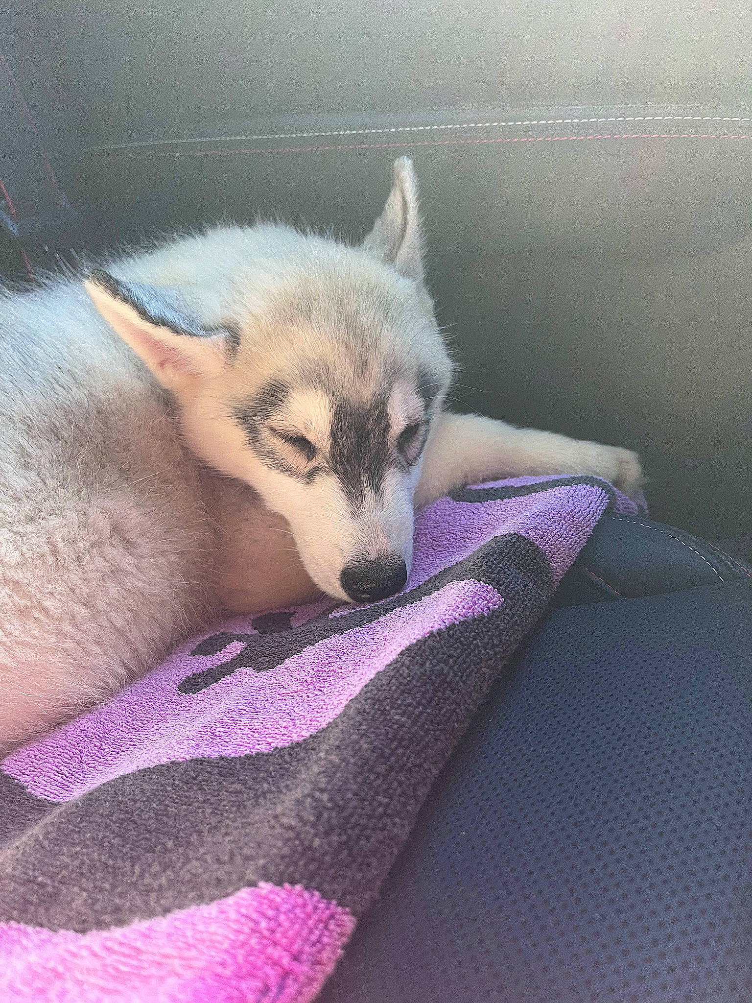 Lobo a rejoint le concours — aidez-le/la à gagner de superbes lots ! canidae, carnivore, claw, comfort, companion_dog, dog_breed, electric_blue, fawn, felidae, foot, fox, fur, magenta, nap, paw, purple, tail, terrestrial_animal, whiskers