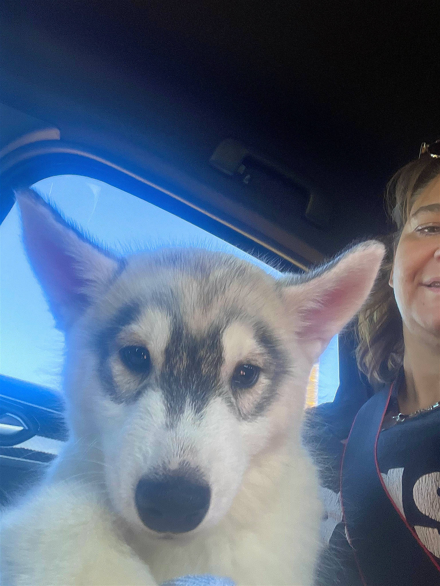 Lobo participe au concours pour gagner de l'argent avec cette photo : canidae, carnivore, companion_dog, dog, dog_breed, electric_blue, eye, fawn, foot, fur, happy, jaw, sled_dog, smile, sporting_group, vehicle_door, vertebrate, whiskers, windshield, working_dog