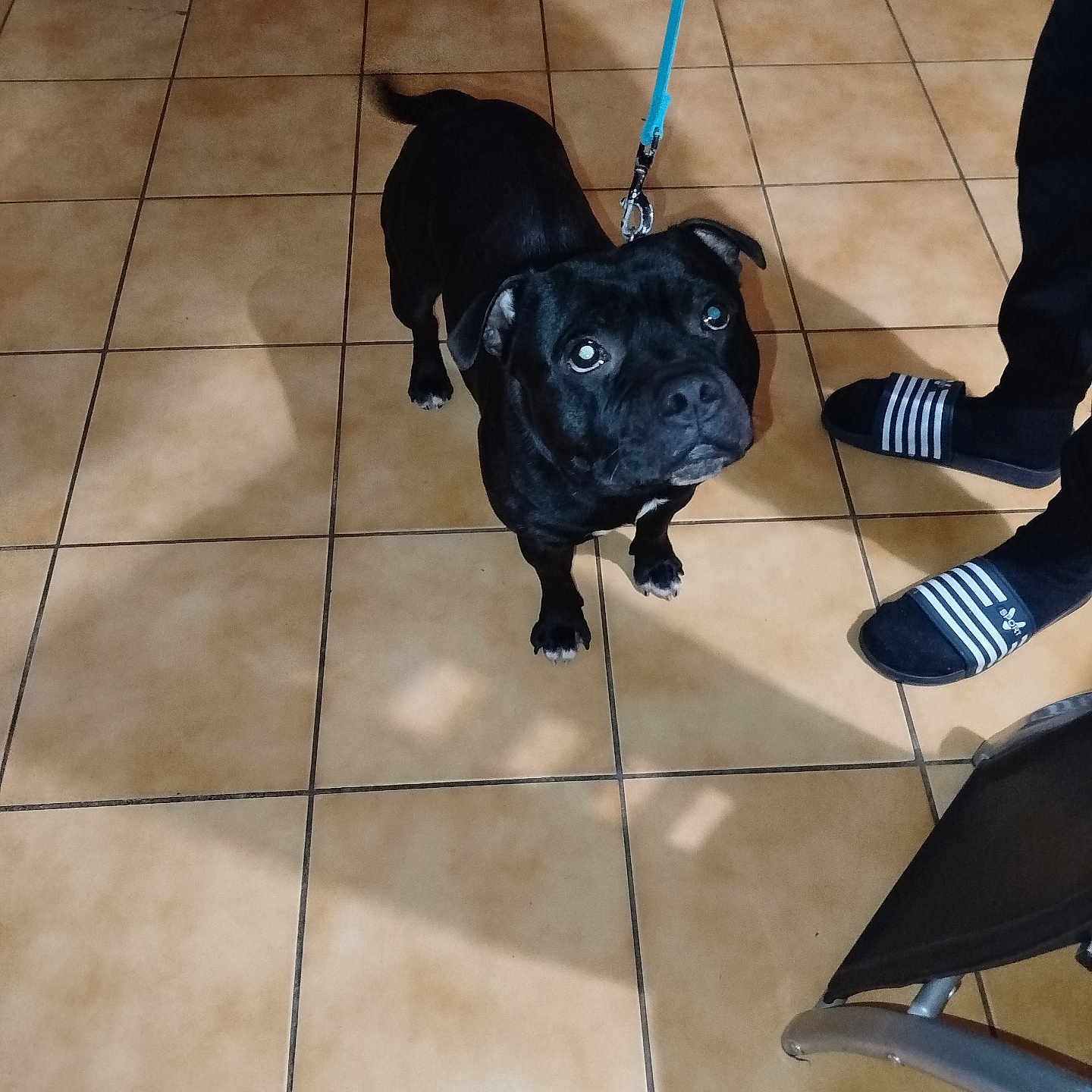 Sword participe au concours pour gagner de l'argent avec cette photo : accessories, animal, boy, bulldog, canine, chair, child, clothing, dog, footwear, frenchbulldog, furniture, leash, male, person, pet, pug, shoe, strap, tile