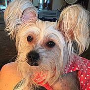 Hazel joined the competition — help win amazing prizes! dog, pet, indoor, cute, fluffy_ears, polka_dot, clothing, lap, person, furniture, fan, home, canine, animal, close_up, adorable, companion, mammal, domestic, cozy