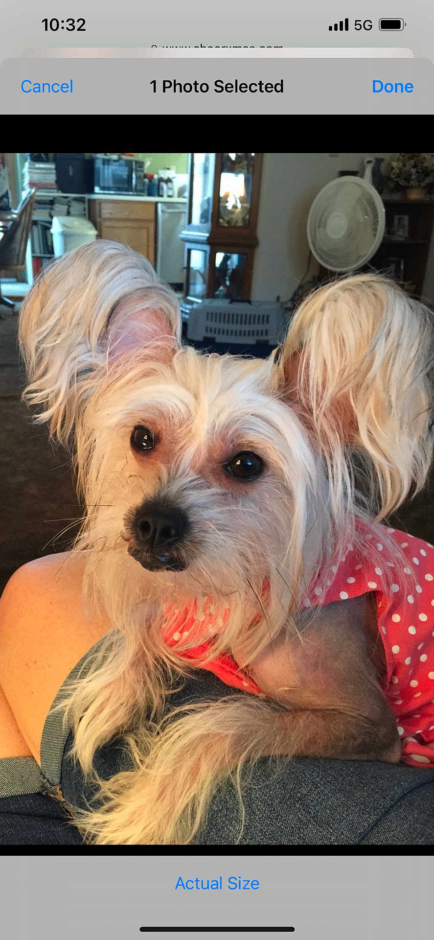 Hazel
