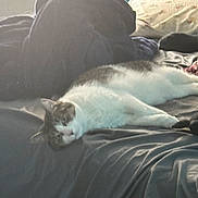 Ari joined the competition — help win amazing prizes! cat, sleeping, bed, blanket, pillow, indoor, feline, resting, cozy, fur, animal, pet, domestic, relaxing, soft_light, home, comfort, laying_down, whiskers, cute