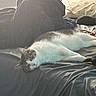 cat, sleeping, bed, blanket, pillow, indoor, feline, resting, cozy, fur, animal, pet, domestic, relaxing, soft_light, home, comfort, laying_down, whiskers, cute