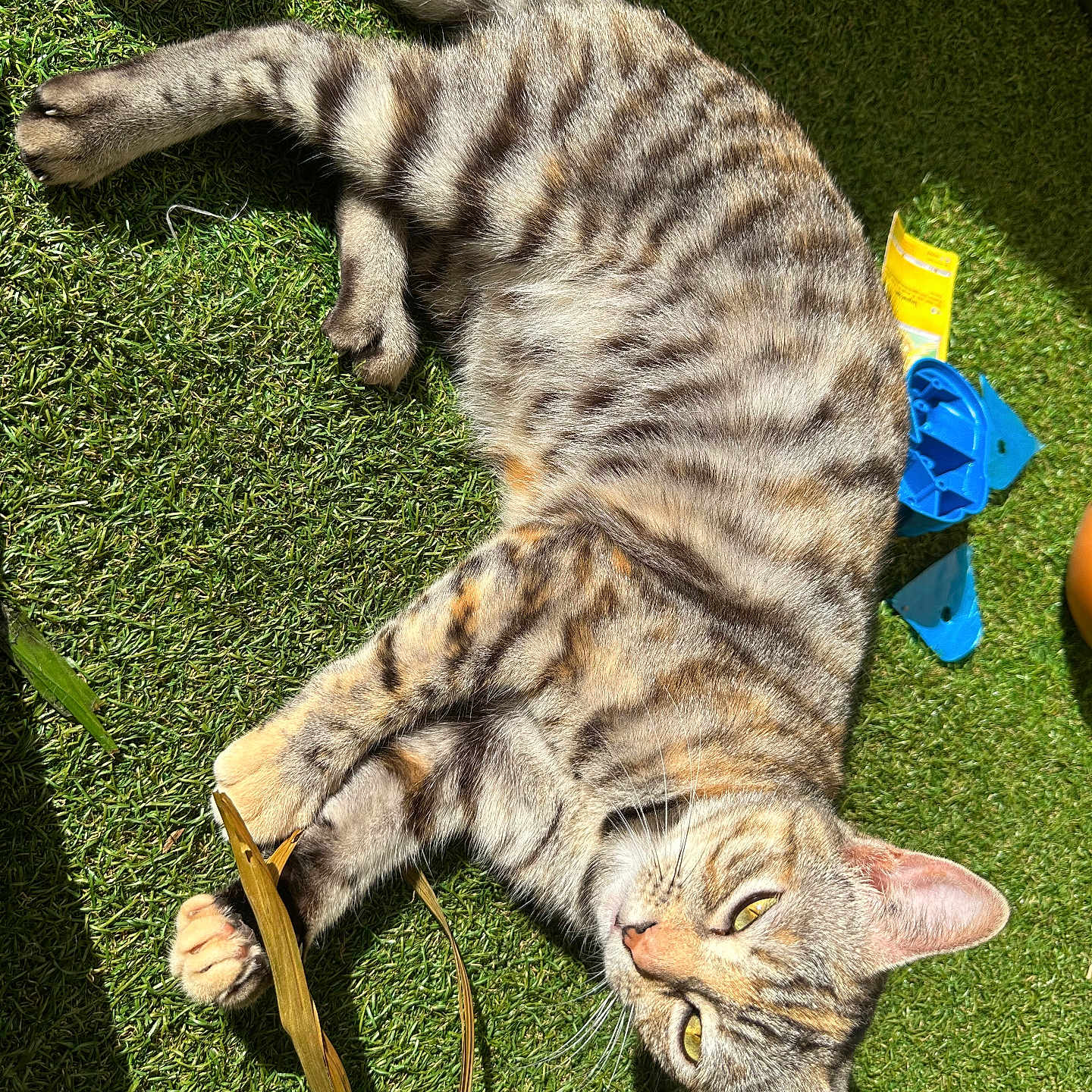 Chacha a rejoint le concours — aidez-le/la à gagner de superbes lots ! animal, blue, cat, daylight, ears, fur, grass, green, leaf, nature, outdoor, paw, pet, playful, relaxed, sunlight, tabby, toy, whiskers, yellow