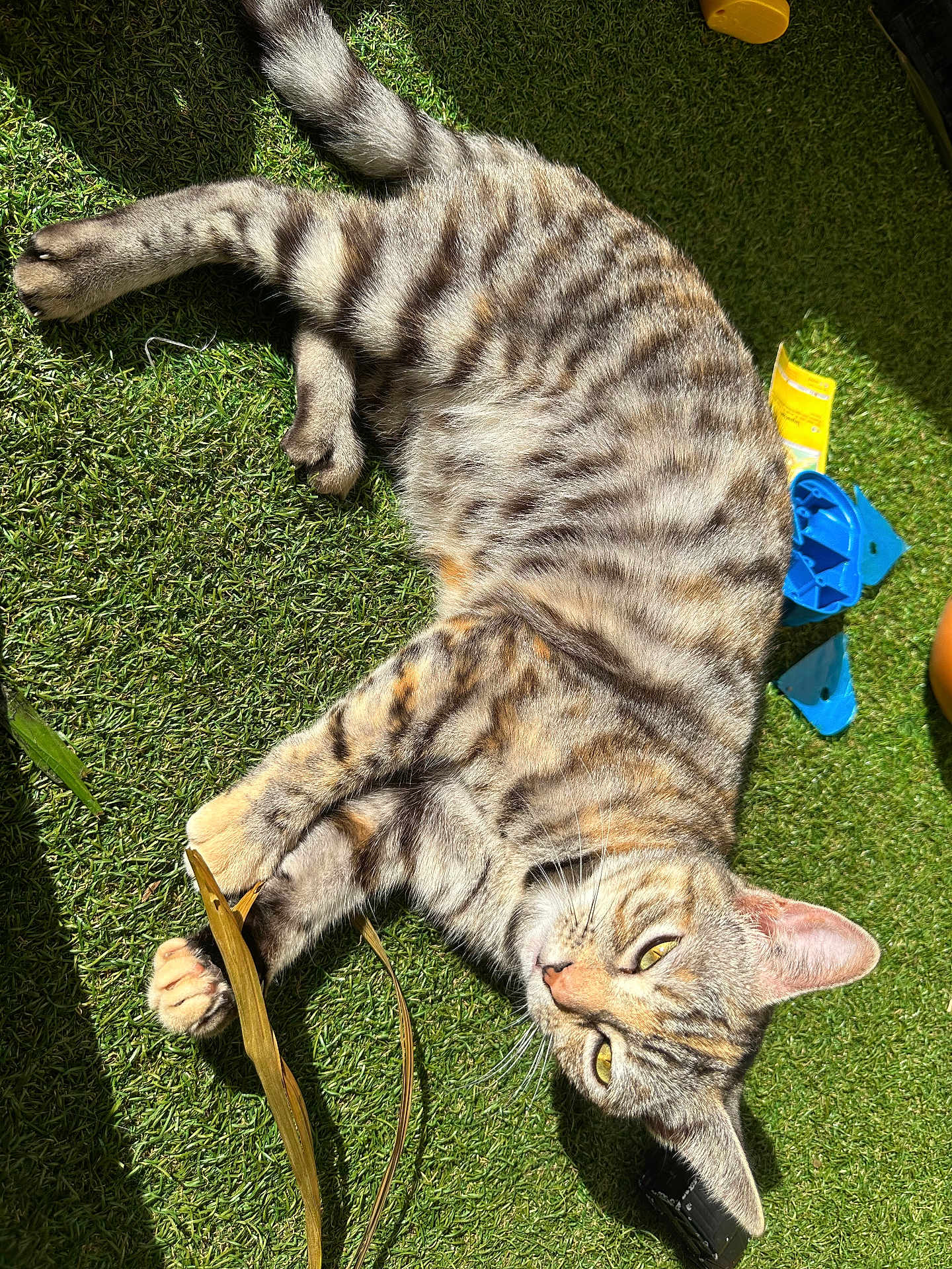 Chacha a rejoint le concours — aidez-le/la à gagner de superbes lots ! cat, tabby, animal, pet, grass, sunlight, playful, leaf, relaxed, outdoor, toy, yellow, blue, green, fur, whiskers, ears, paw, nature, daylight