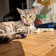 Chacha a rejoint le concours — aidez-le/la à gagner de superbes lots ! cat, tabby, pet, indoor, wooden_floor, sunlight, paws, animal, feline, cage, hamster_cage, relaxed, lying_down, close_up, fur, whiskers, domestic_animal, household, daylight, resting